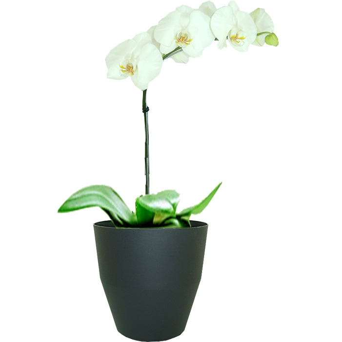 Orquídea Branca no Vaso Preto