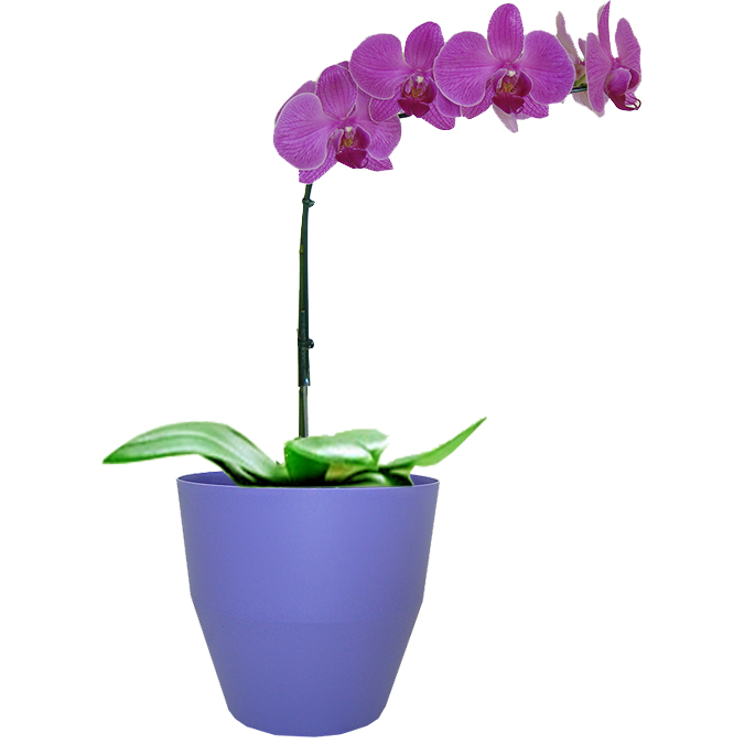 Orqudea Lils no Vaso