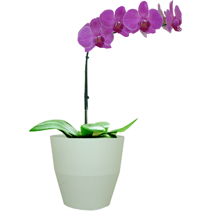 Orquídea Lilás no Vaso Branco