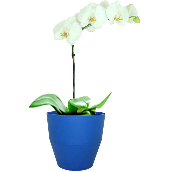Orquídea Branca no Vaso Azul