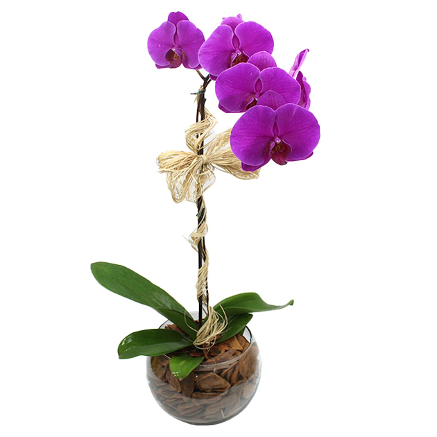 Orquídea Lilas no Vaso de Vidro