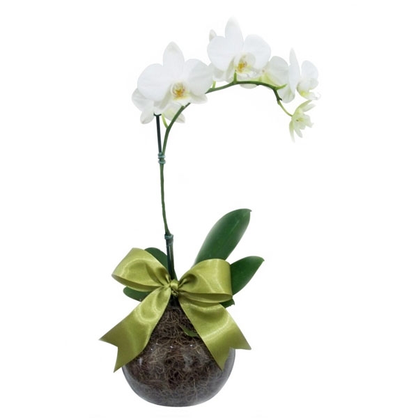 Orquídea Branca no Vaso de Vidro