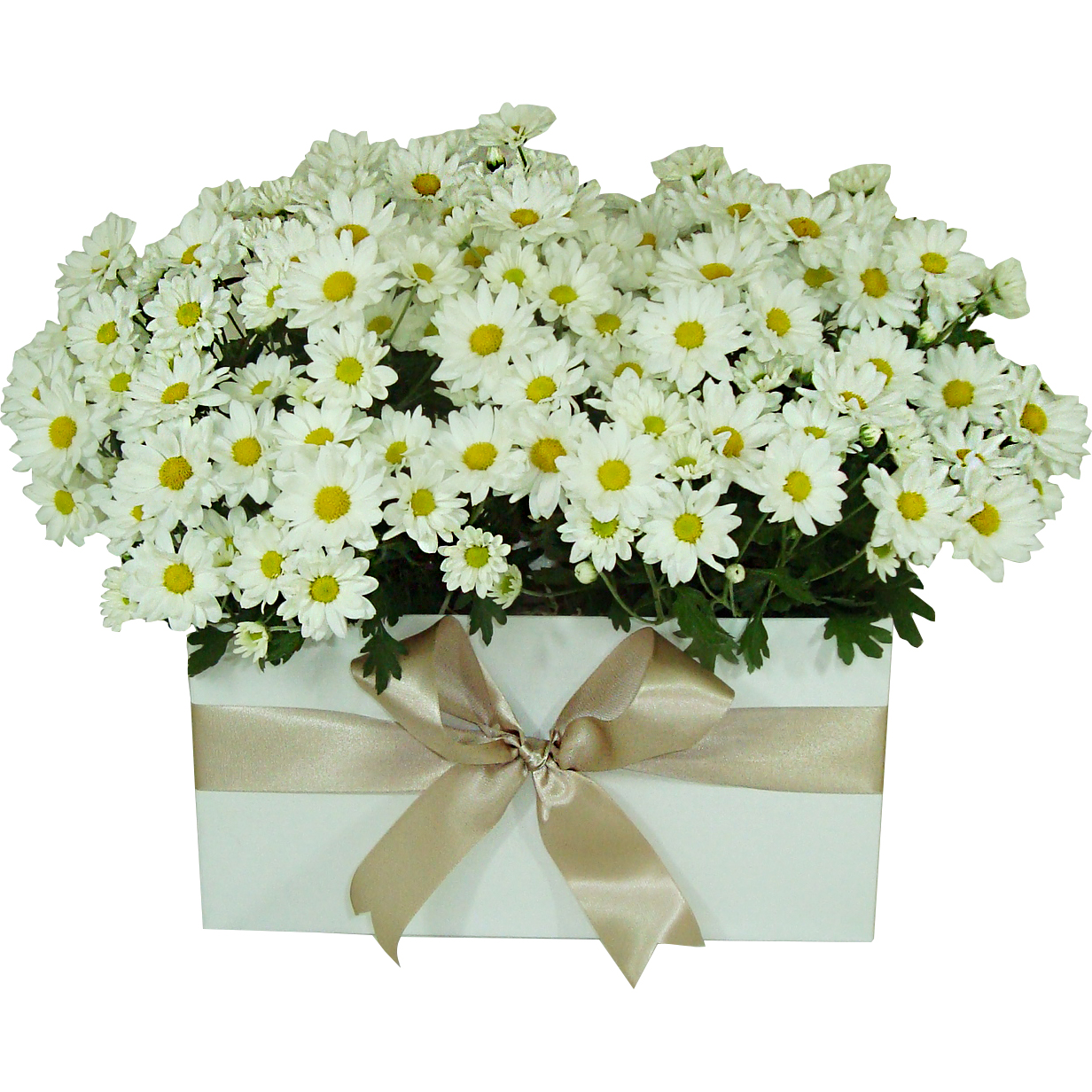 Margaridas Brancas Gold
