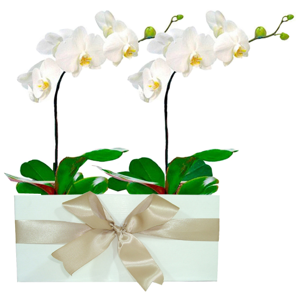 Dupla de Orqudeas Phalaenopisis