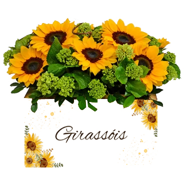 Jardim de Girass�is