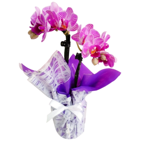 Orquídea Média para Presente