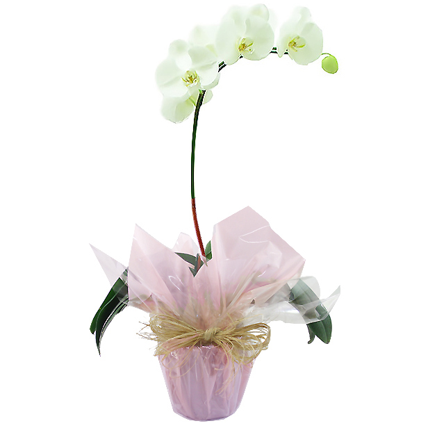 Orquídea Branca Serenidade