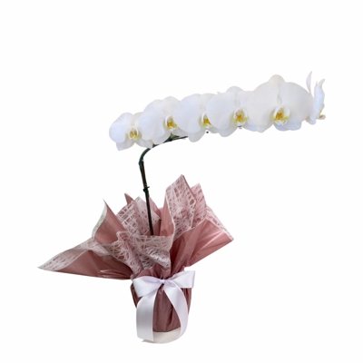 Orqudea Phaleanopsis Grande