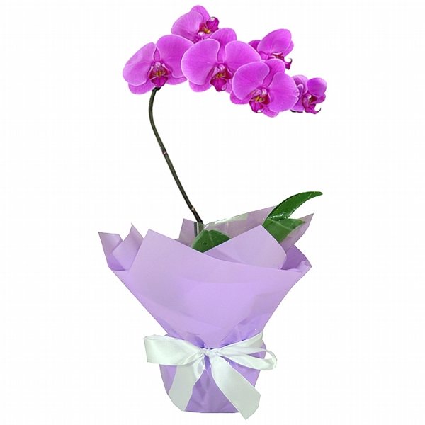 Orquídea Lilás Parabéns