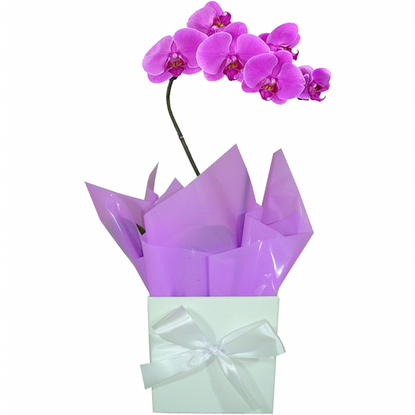 Orqudea Luxo Lils