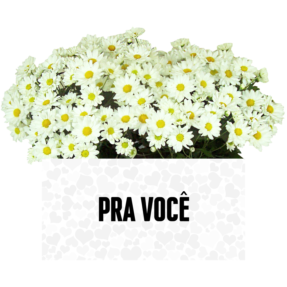 Jardim de Margaridas