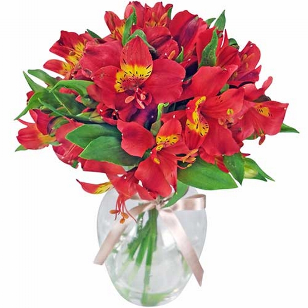 Astrom�lia Vermelha no Vaso