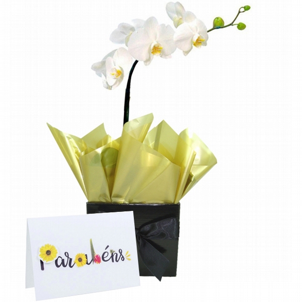 Orquídea Parabéns Especial