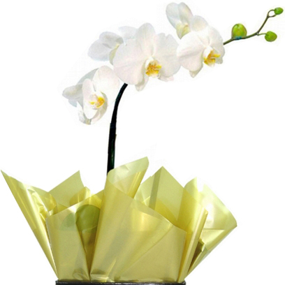 Orquídea Parabéns Especial l Floricultura Guarulhos