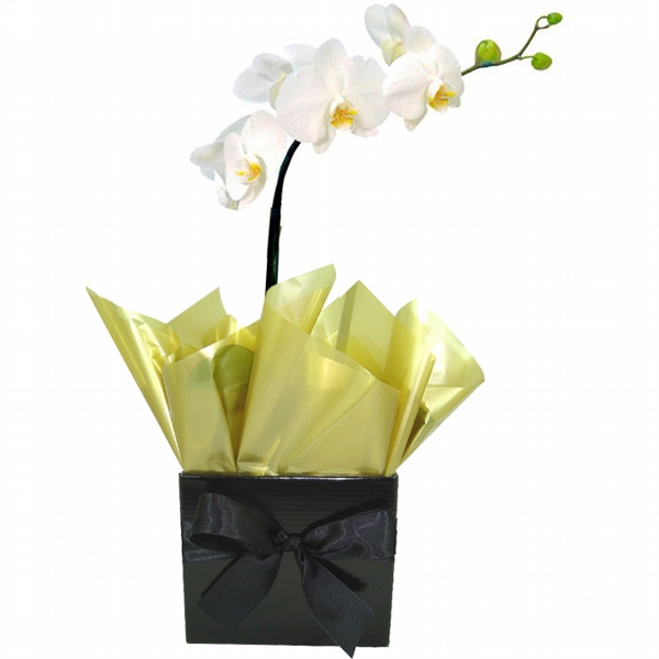 Orqudea Deluxe