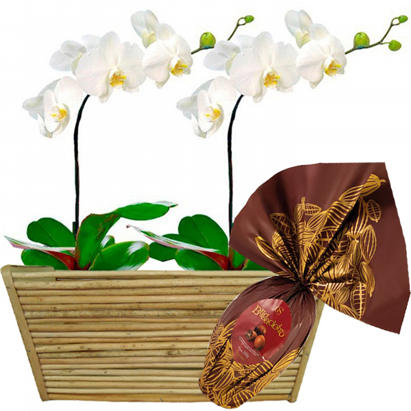 Dupla Orquídeas com Ovo de Chocolate