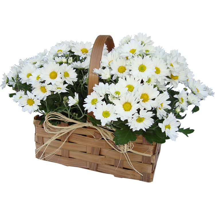 Cesta de Margaridas